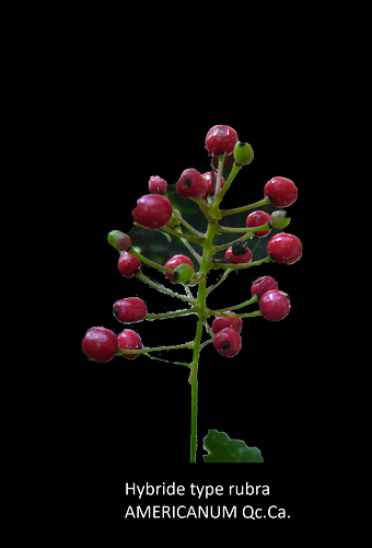 actaea x ludovici